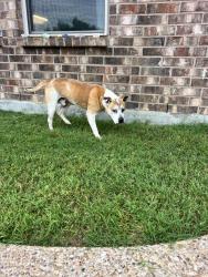 Found/Stray Male Dog last seen CR 602 & Rrnfro, Burleson, TX 76028
