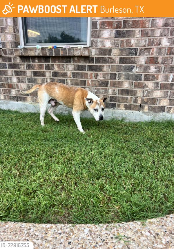 Found/Stray Male Dog last seen CR 602 & Rrnfro, Burleson, TX 76028