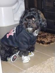 Reunited Male Dog last seen Rocksprings & Vegas dr , Las Vegas, NV 89128