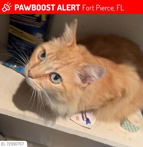 Lost Female Cat last seen Indian River ests , Fort Pierce, FL 34982