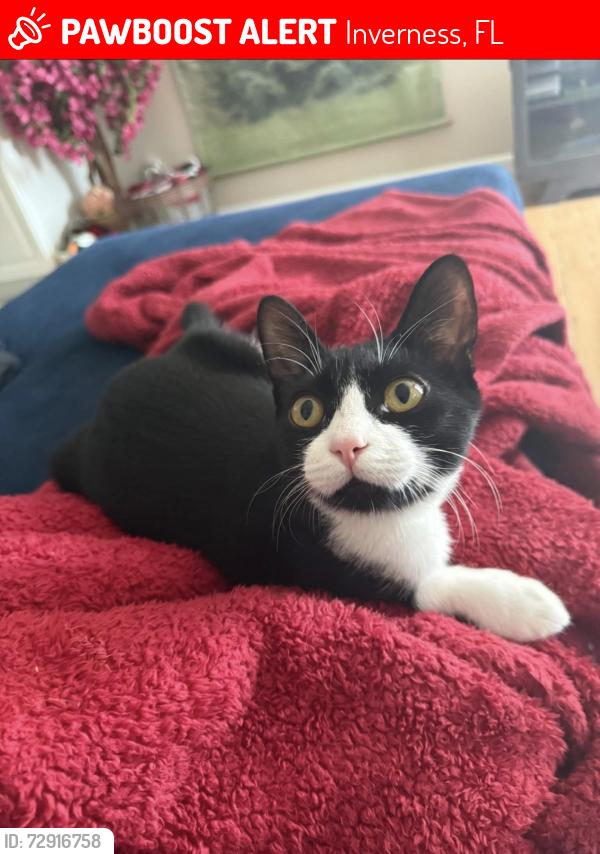 Lost Male Cat last seen Near north loch haven dr , Inverness, FL 34450