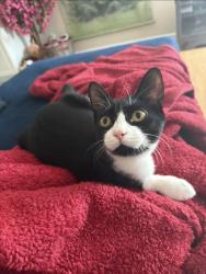 Lost Male Cat last seen Near north loch haven dr , Inverness, FL 34450