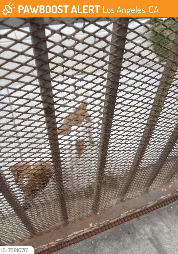 Found/Stray Unknown Dog last seen Near w 109th Place, Los Angeles, CA 90044