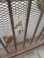 Found/Stray Unknown Dog last seen Near w 109th Place, Los Angeles, CA 90044