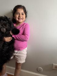 Reunited Female Dog last seen Lamon and Melrose, Chicago, IL 60641