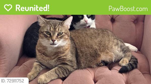 Reunited Male Cat last seen Cooper Rd, Westerville, OH 43081