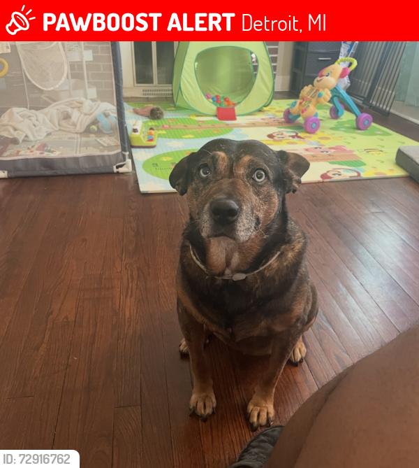 Lost Female Dog last seen Wyoming and Puritan st , Detroit, MI 48238