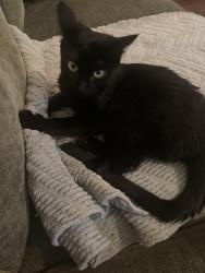 Found/Stray Male Cat last seen The Greens at Lake Overholser apmts, Yukon, OK 73099