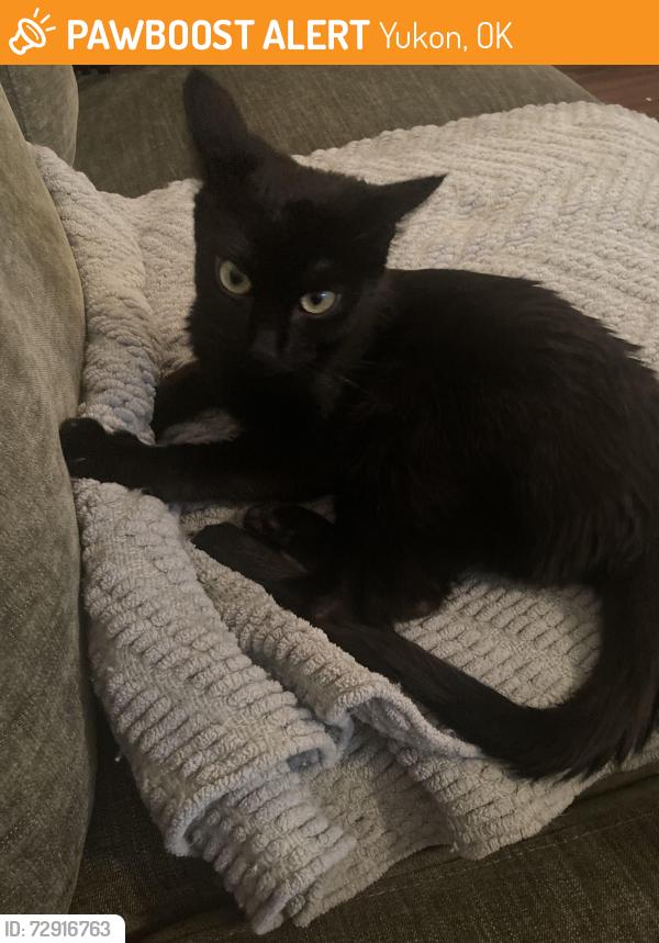 Found/Stray Male Cat last seen The Greens at Lake Overholser apmts, Yukon, OK 73099