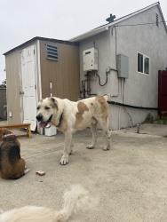 Reunited Male Dog last seen Near Vanowen St, Van Nuys, CA 91405, USA, Los Angeles, CA 91405