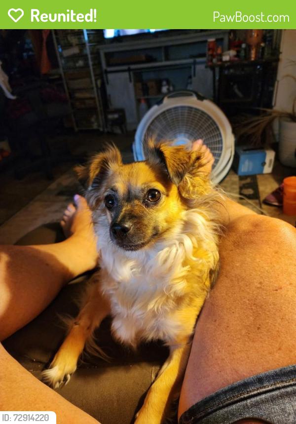 Reunited Female Dog last seen Washington ave, Greenville, SC 29611