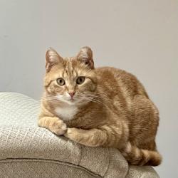 Lost Male Cat last seen Near Cassidy Hill Rd., coventry, CT 06238, Coventry, CT 06238