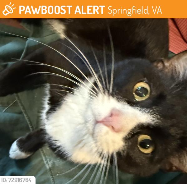 Found/Stray Male Cat last seen Nancemond , Springfield, VA 22150