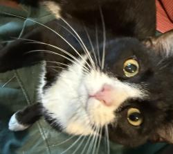 Found/Stray Male Cat last seen Nancemond , Springfield, VA 22150