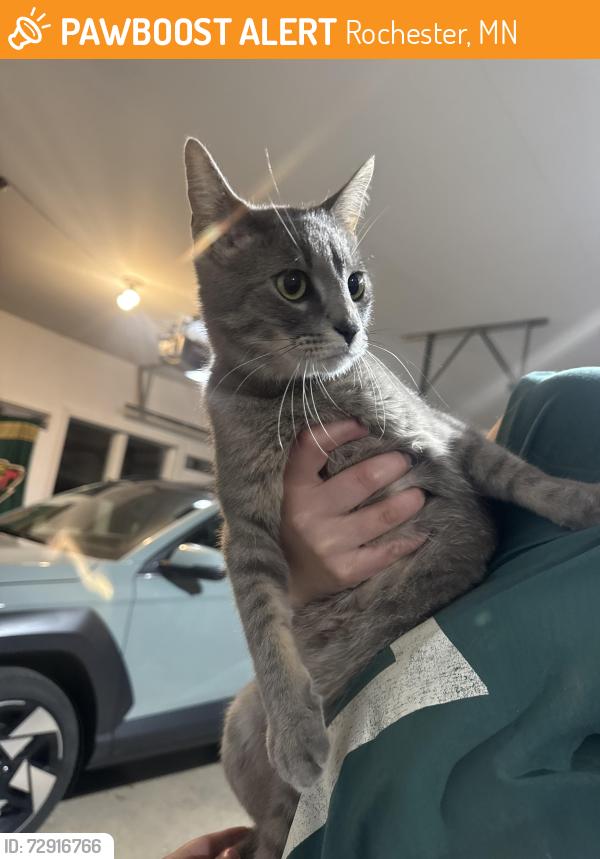 Found/Stray Unknown Cat last seen 20th St SE, Rochester, MN 55904