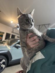 Found/Stray Unknown Cat last seen 20th St SE, Rochester, MN 55904