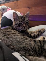 Lost Male Cat last seen Near route 106, Middleton, NB E4K 3H8