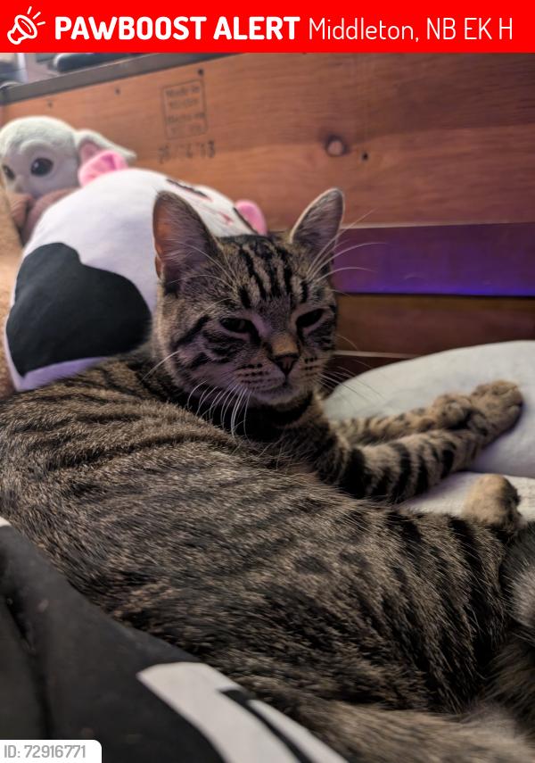 Lost Male Cat last seen Near route 106, Middleton, NB E4K 3H8