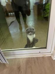 Found/Stray Male Cat last seen Hilliard, Hilliard, OH 43026