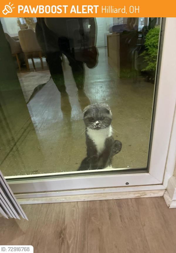 Found/Stray Male Cat last seen Hilliard, Hilliard, OH 43026