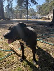 Lost Male Dog last seen Old mill rd and west mount drive, Rocky Mount, NC 27803
