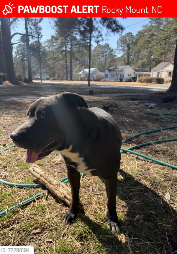 Lost Male Dog last seen Old mill rd and west mount drive, Rocky Mount, NC 27803