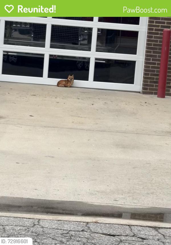 Reunited Female Dog last seen 3rd street Lillington , Lillington, NC 27546
