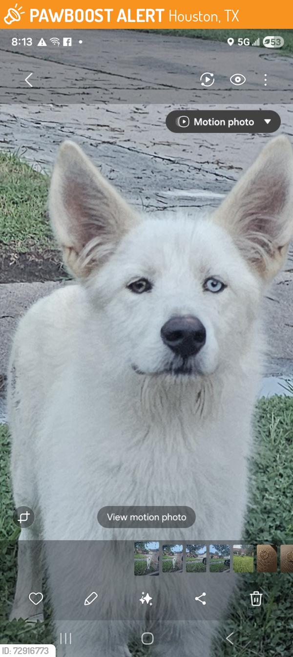 Found/Stray Unknown Dog last seen Bayou Forest Dr and w gulf bank dr, Houston, TX 77088