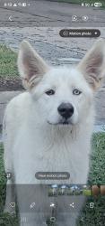 Found/Stray Unknown Dog last seen Bayou Forest Dr and w gulf bank dr, Houston, TX 77088