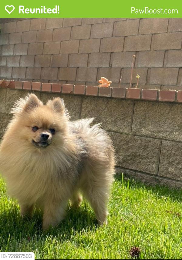 Reunited Male Dog last seen Nicole st and le niche Lancaster,ca 93535, Lancaster, CA 93535