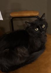 Found/Stray Male Cat last seen Shadow creek golf club , North Las Vegas, NV 89030
