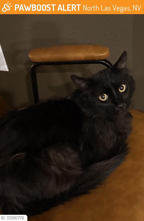 Found/Stray Male Cat last seen Shadow creek golf club , North Las Vegas, NV 89030