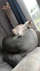 Reunited Female Cat last seen Eldorado ests , Lecanto, FL 34461