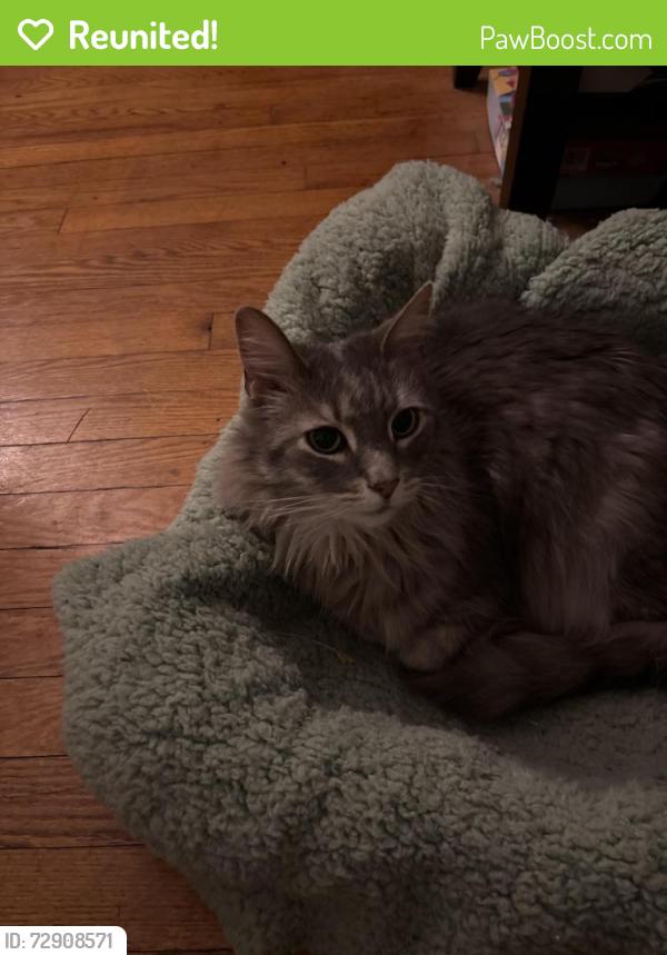 Reunited Male Cat last seen N 52nd and Euclid Streets near Montgomery Ave. , Philadelphia, PA 19151