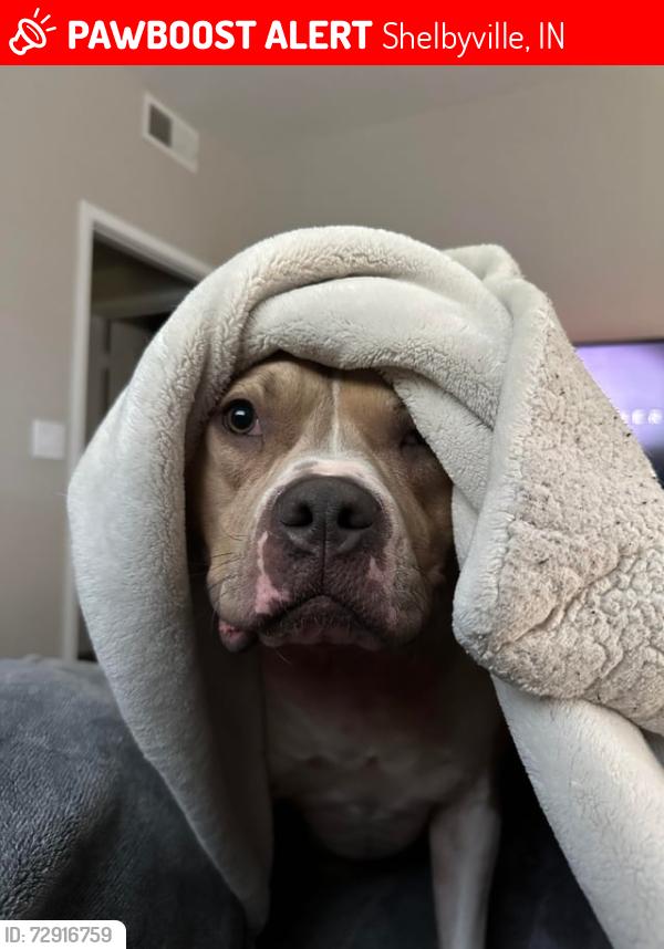 Lost Female Dog last seen South West Street Shelbyville indiana, Shelbyville, IN 46176
