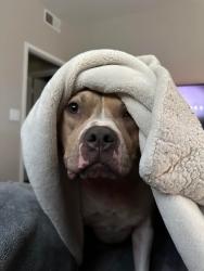 Lost Female Dog last seen South West Street Shelbyville indiana, Shelbyville, IN 46176