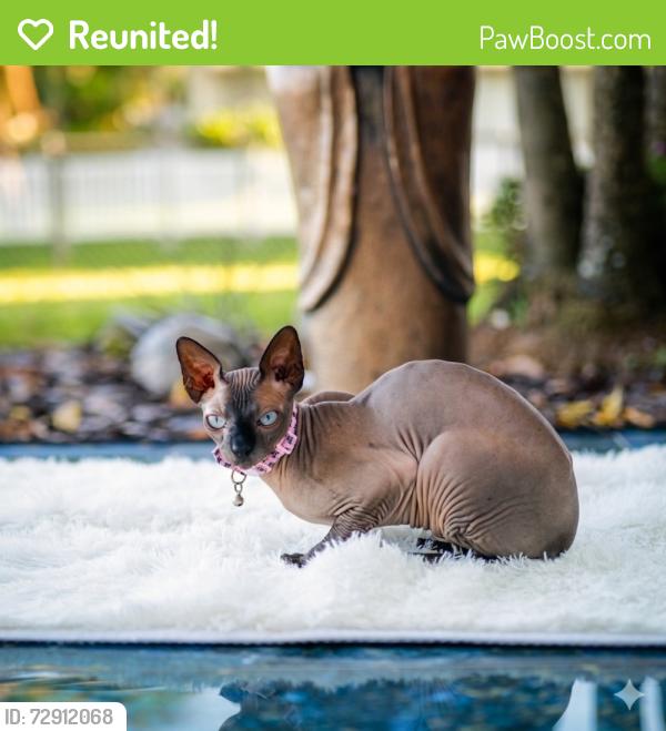 Reunited Male Cat last seen Near Fairmont Ave, Miramar FL 33025 , Miramar, FL 33025