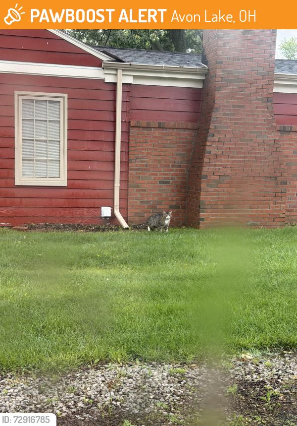 Found/Stray Unknown Cat last seen Fairfield rd & Elmwood Rd, Avon Lake, OH 44012
