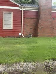 Found/Stray Unknown Cat last seen Fairfield rd & Elmwood Rd, Avon Lake, OH 44012