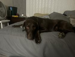 Reunited Male Dog last seen Marston and Bunch, Laurel Hill, NC 28351