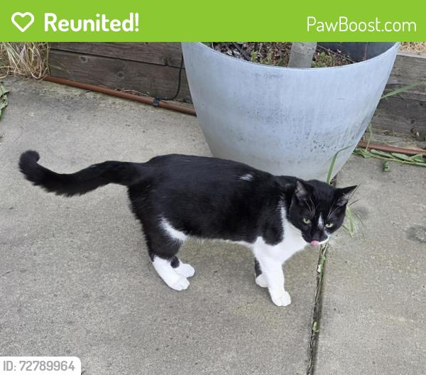 Reunited Unknown Cat last seen Franklin and Earhardt, Sacramento, CA 95823