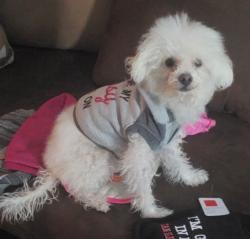 Lost Female Dog last seen Cooper , Colorado Springs, CO 80907