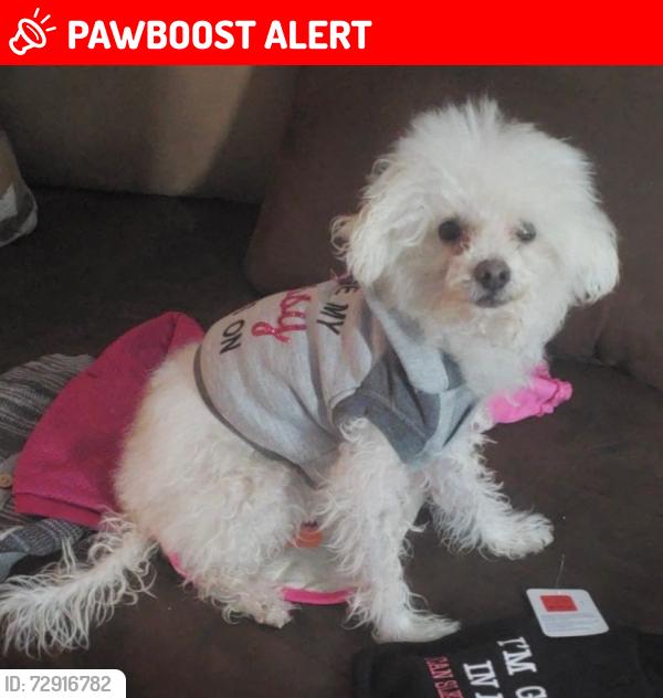 Lost Female Dog last seen Cooper, Colorado Springs, CO 80907