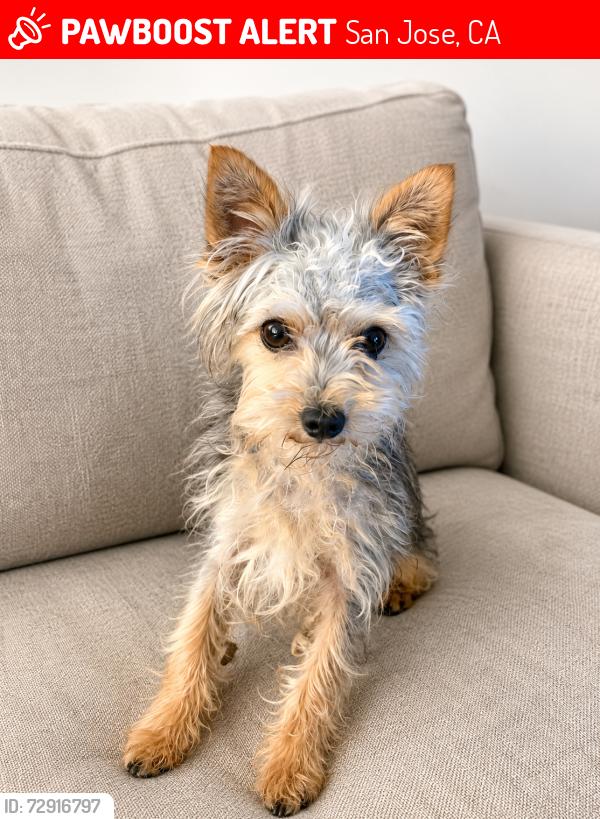 Lost Male Dog last seen Chynoweth Ave., San Jose, CA 95136