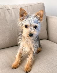 Lost Male Dog last seen Chynoweth Ave. , San Jose, CA 95136