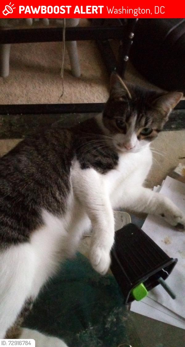 Lost Female Cat last seen Naylor Garden apmts, Washington, DC 20020