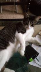 Lost Female Cat last seen Naylor Garden apmts, Washington, DC 20020