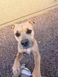 Reunited Female Dog last seen Near 51st Ave, Glendale, AZ 85306, USA, Glendale, AZ 85306