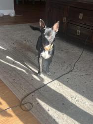 Found/Stray Female Dog last seen Dog park at heritage hill, Sherman, TX 75092