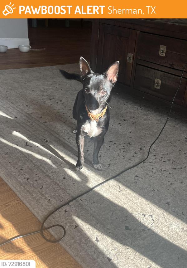 Found/Stray Female Dog last seen Dog park at heritage hill, Sherman, TX 75092